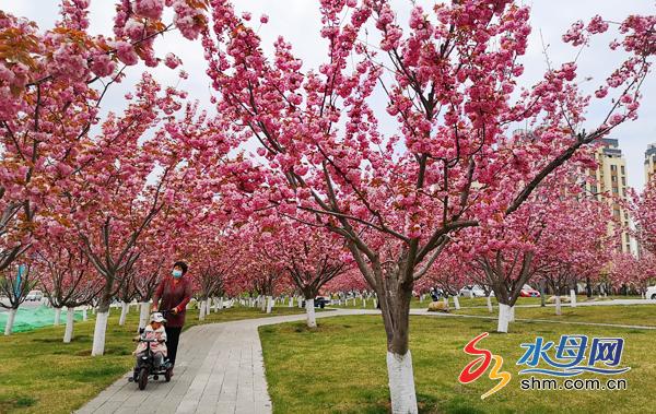 东线景区之:龙湖樱花大道(晚樱)