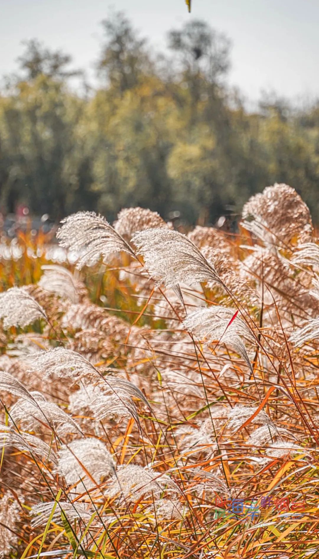 芦花摇景色醉烟台这些芦苇荡美得太过分了