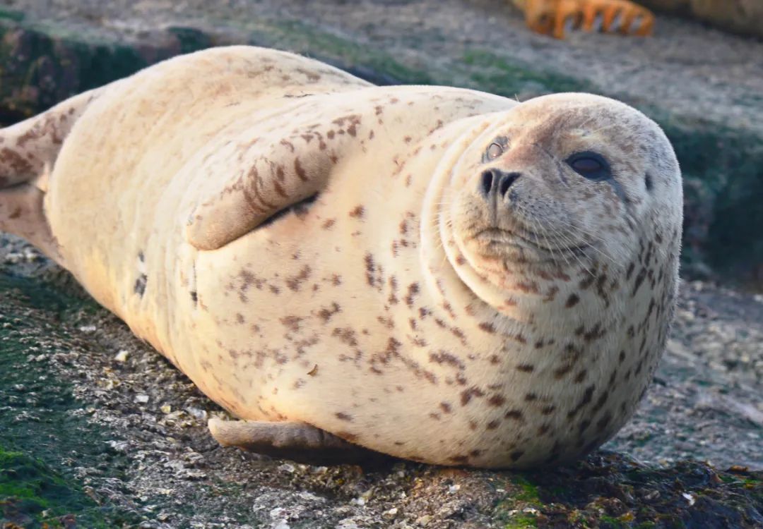 前方高萌宝贝出没今日惊蛰它是主角